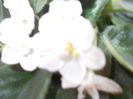 DSCN4175