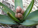 Hyacinthus Hollyhock (2013, March 24)