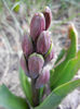 Hyacinth Woodstock (2013, March 24)