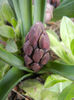 Hyacinth Woodstock (2013, March 24)