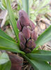 Hyacinth Woodstock (2013, March 24)