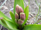 Hyacinth Woodstock (2013, March 24)