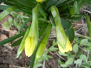 Daffodils_Narcise (2013, March 23)