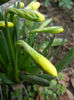 Daffodils_Narcise (2013, March 23)