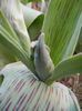 Tulipa Parrot (2013, March 23)