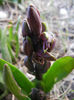 Hyacinthus orientalis (2013, March 23)