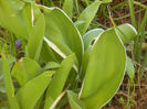 Tulips_Lalele (2013, March 23)
