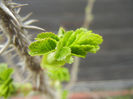 Rosa rugosa (2013, March 24)