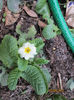 primula