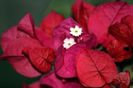 Bougainvillea 50 r