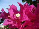 Bougainvillea -floarea de hartie