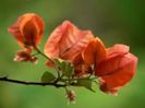 Bougainvillea -floarea de hartie 50