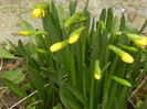 Daffodils_Narcise (2013, March 24)