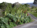Agave Attenuata
