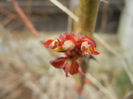 Roses_Trandafiri (2013, March 24)