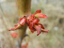Roses_Trandafiri (2013, March 24)