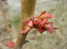 Roses_Trandafiri (2013, March 24)