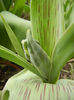 Tulipa Parrot (2013, March 24)