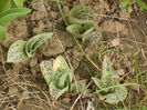 Tulips_Lalele (2013, March 24)