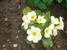 primula