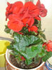 begonia tuberhybrida