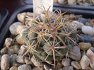 Coryphantha connivens