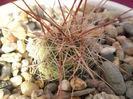 Coryphantha runyonii