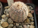 Echinocereus fitchii albertii