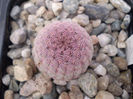Echinocereus rigidissimus v. rubrispinus