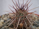 Echinocereus engelmannii chrysocentrus