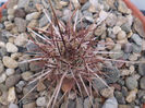 Echinocereus engelmannii chrysocentrus