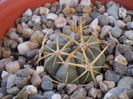 Ferocactus  macrodiscus
