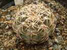 Gymnocalycium quehlianum