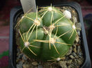 Gymnocalycium sp.