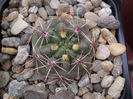Gymnocalycium platense