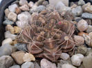 Gymnocalycium damsii