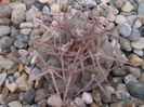 Gymnocalycium castellanosii v. bozsingianum