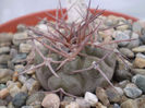 Gymnocalycium castellanosii v. bozsingianum