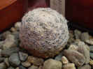 Mammillaria lasiacantha