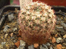 Notocactus rutilans