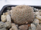 Rebutia heliosa
