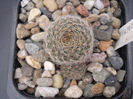 Rebutia pseudodeminuta