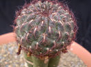 Sulcorebutia mentosa