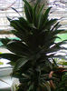 dracena