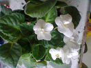 Fotogr.0356