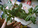 pilea