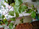 Fotogr.0361