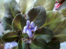 Fotogr.0364