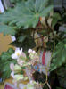 Fotogr.0367