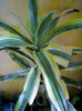 dracena